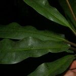 Euphorbia sinclairiana Habitus