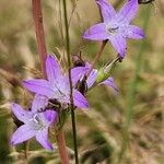 Campanula rapunculusFlower