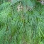 Festuca flavescens Hoja
