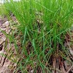 Poa nemoralis Folha