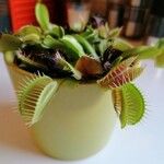 Dionaea muscipula পাতা