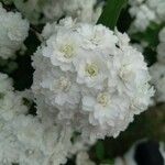 Spiraea cantoniensis花