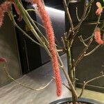 Acalypha hispida Frucht