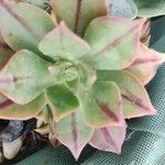 Aeonium leucoblepharum برگ