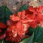 Salvia splendens Flower