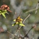 Hypericum lanceolatum Fruit
