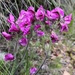 Pedicularis cenisia Flower