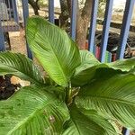 Spathiphyllum wendlandii Hoja