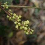 Sorindeia juglandifolia Floro
