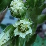 Sempervivum globiferum Kukka