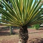Furcraea selloana List