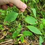 Impatiens capensis Blad