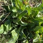 Limonium vulgare 葉