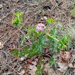 Geranium viscosissimum Kukka