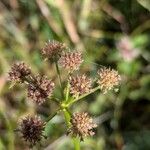 Oenanthe lachenalii Fruchs