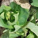 Cerinthe glabra Blad