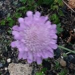 Scabiosa lucida Flower