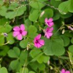 Oxalis debilisÕis