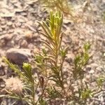 Asteriscus graveolens Leaf