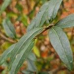 Ligustrum vulgare Fuelha