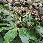 Fatsia japonicaBlatt