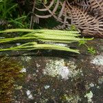 Lycopodium thyoides आदत