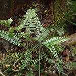 Asplenium barteri Folha