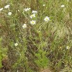 Tripleurospermum inodorum Habit
