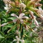 Saponaria officinalis Flower