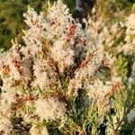 Melaleuca linariifoliaKvět