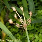 Pancratium canariense Vaisius