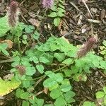 Sanguisorba officinalis অভ্যাস