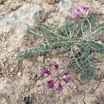 Astragalus incanus Цветок