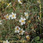 Helianthemum almeriense Облик