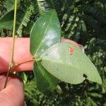 Macrotyloma axillare Leaf