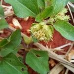 Acanthospermum australe Blomst