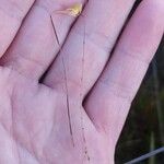 Utricularia nigrescens Flower