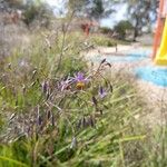 Dianella revolutaFlor