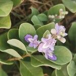 Vitex trifolia Floro