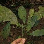 Craterispermum aristatum Leaf