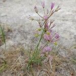 Allium longisepalum Hábito