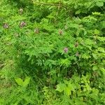 Lathyrus niger Hoja