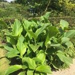 Canna iridiflora Hábito