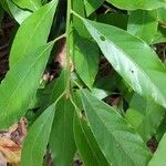 Neolitsea sericea Leaf