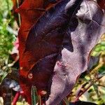 Atriplex hortensis Blatt