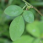 Desmodium tortuosum Folha