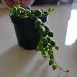 Senecio rowleyanusبرگ