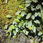 Elaphoglossum spatulatum 葉