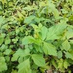 Geum macrophyllum ഇല