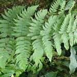 Dryopteris pentheri Blatt